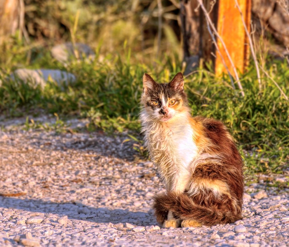 Photograph by Geo Lib