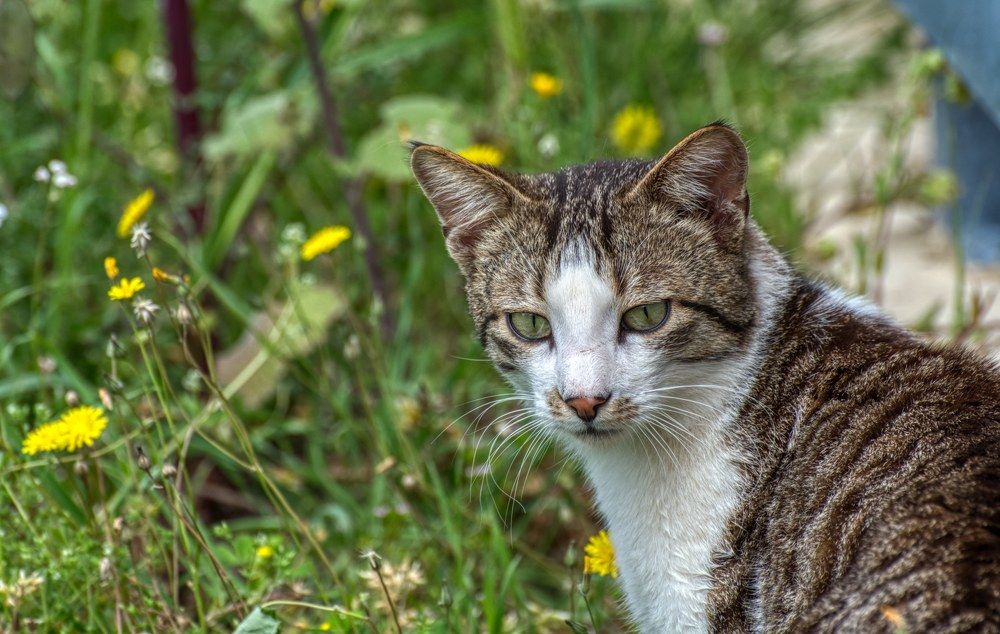 Photograph by Geo Lib