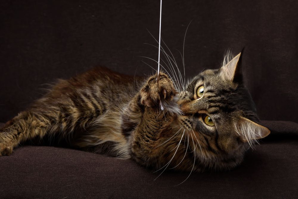 Photograph by Алексей Соколов