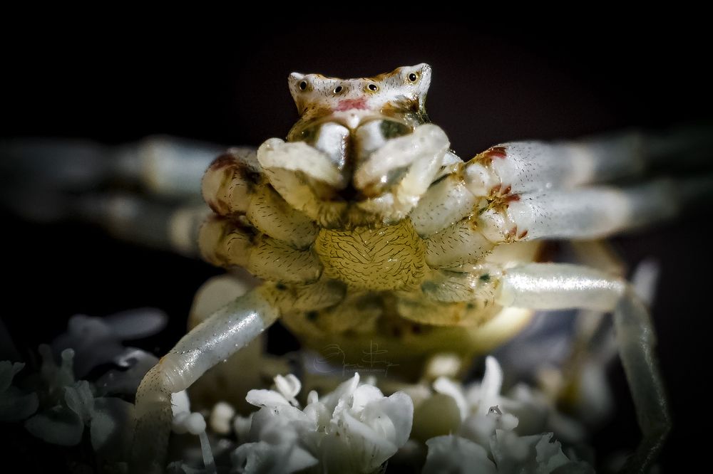 Photograph by Laurentiu Lupascu