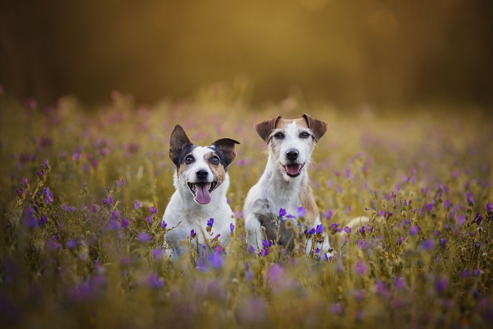 Photograph by Alexandre Marques