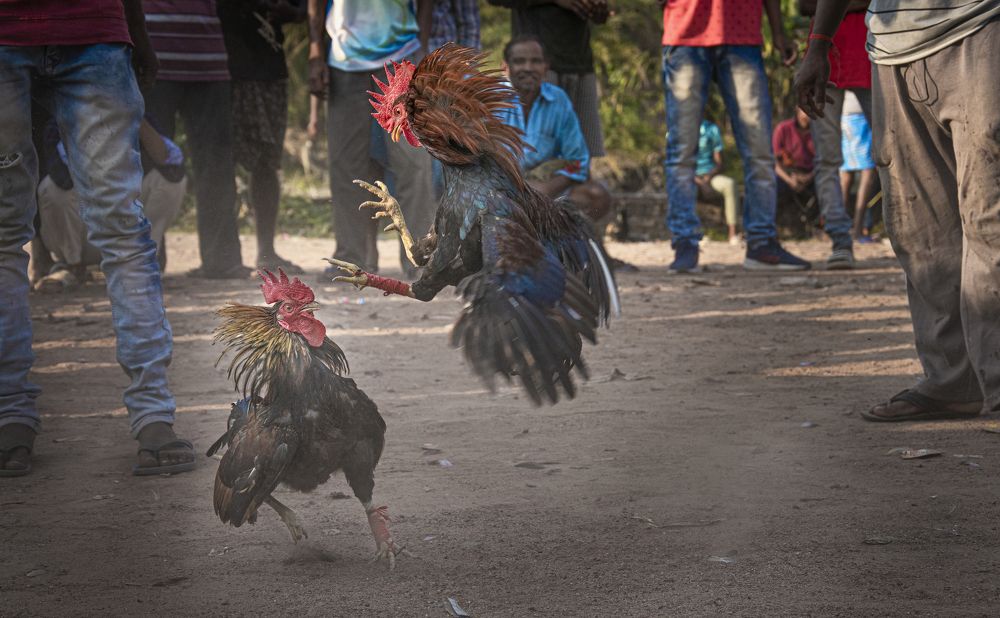 Photograph by Sankar Mandal
