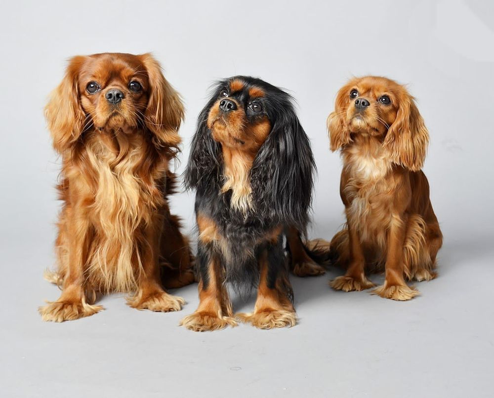 Фотография автора Елена