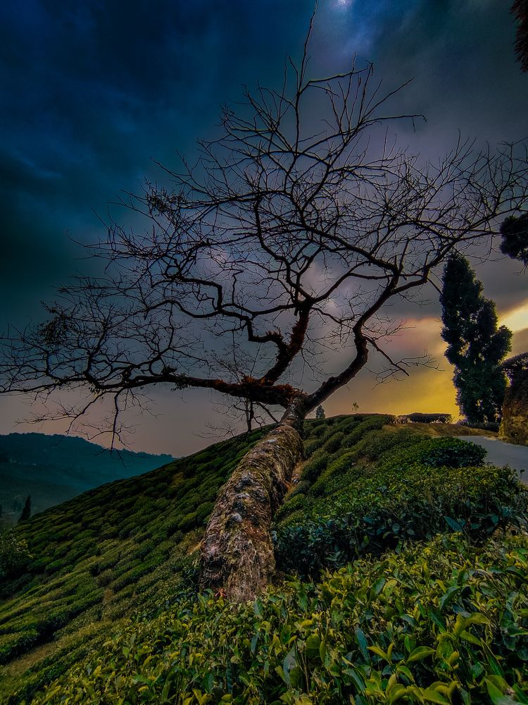 Solitary Tree at Dusk