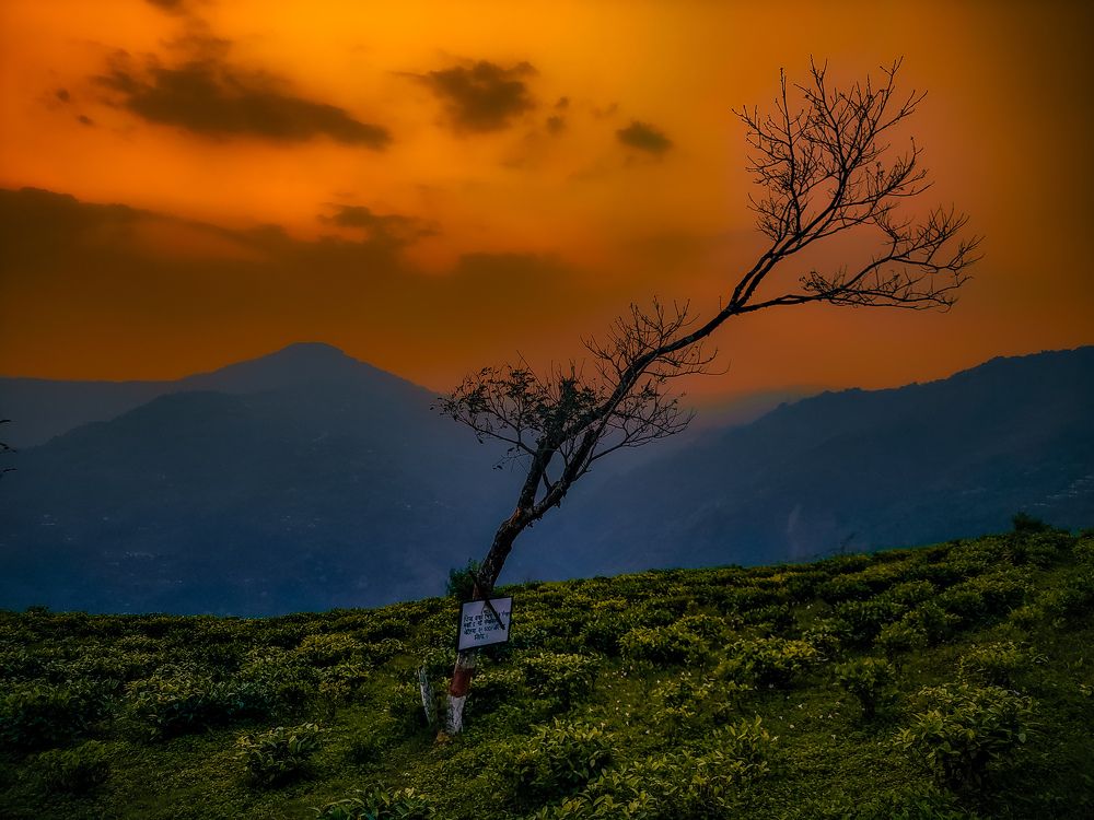 Fiery Sunset Over Tea Fields