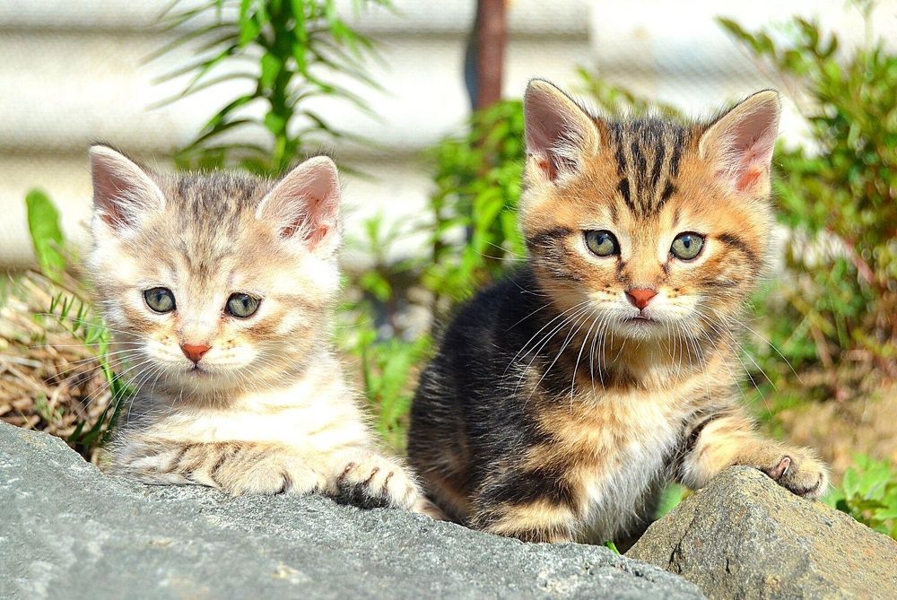 Фотография автора Елена