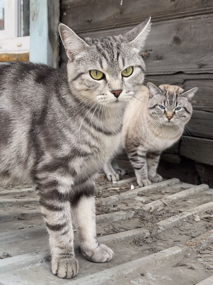 Кошачья-Банда