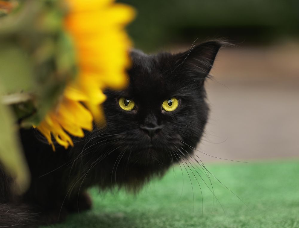 Фотография автора Ольга