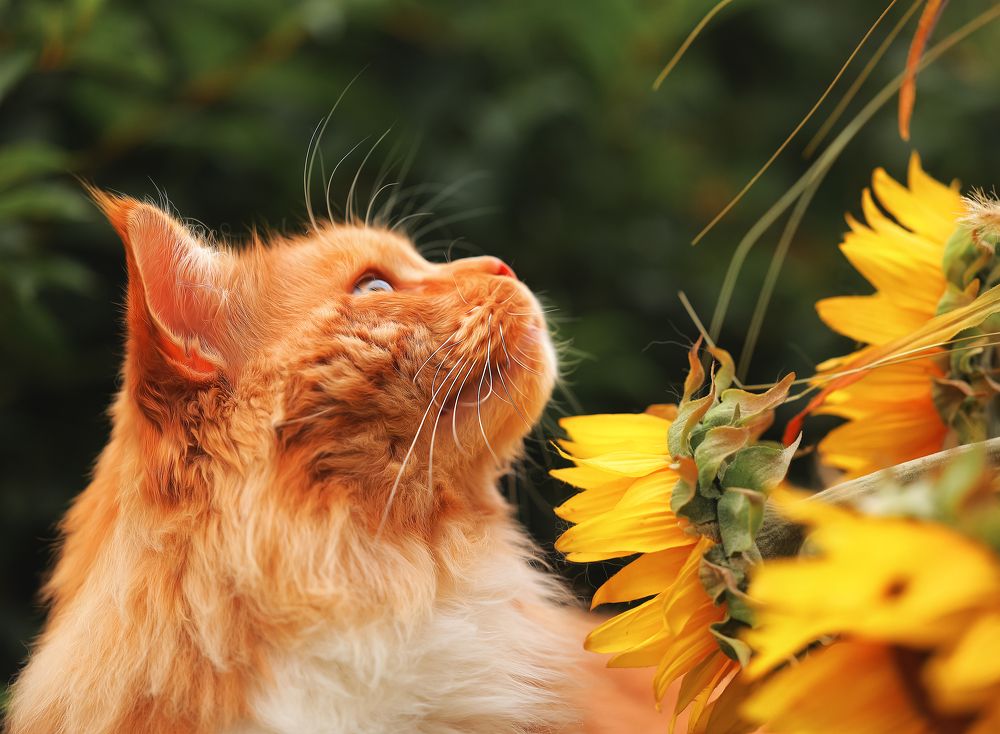 Фотография автора Ольга