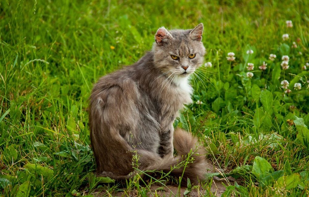 Фотография автора Игорь Куксинский