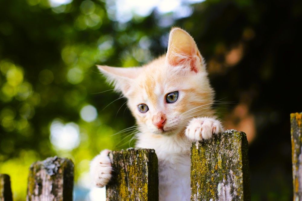 Фотография автора Михаил Лупина