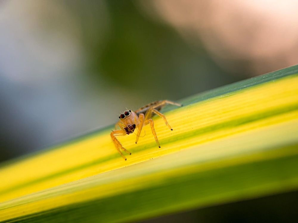 Photograph by Thein Win Tun