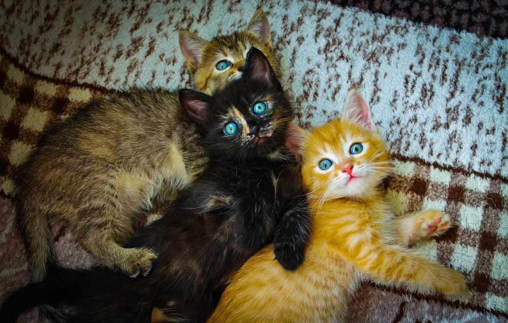 Веселая компания