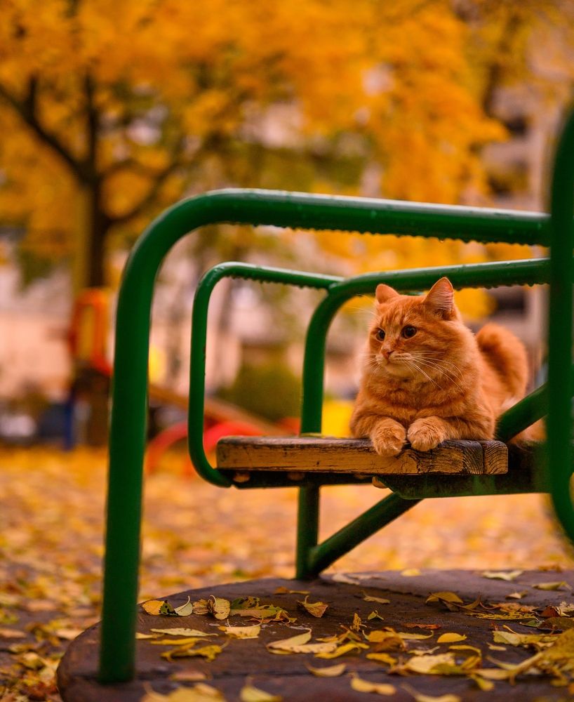 Фотография автора Караваев Антон