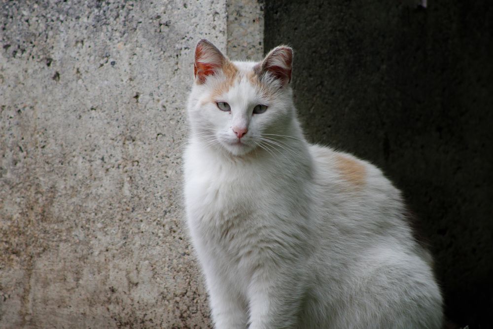 Photograph by Vessy Savova - Ella