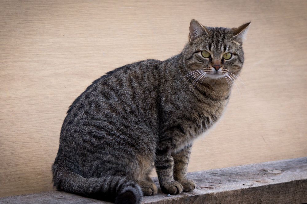 Photograph by Vessy Savova - Ella