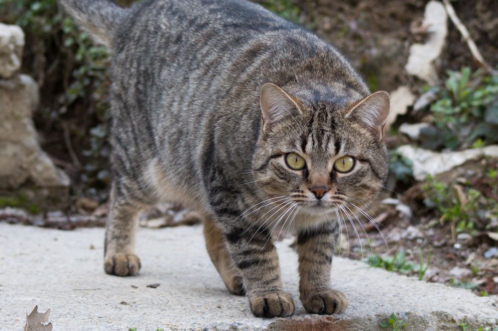 Photograph by Vessy Savova - Ella