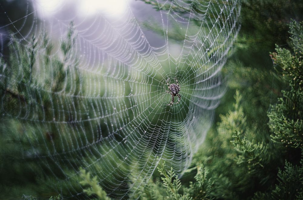 Photograph by Щербак Анатолий