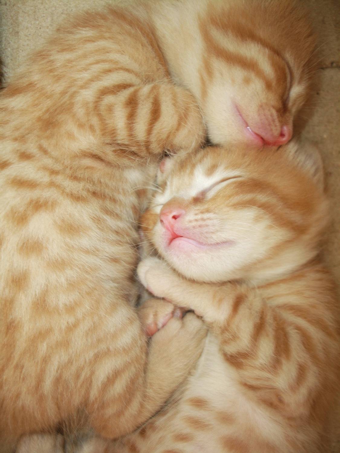 Sleeping Kitties