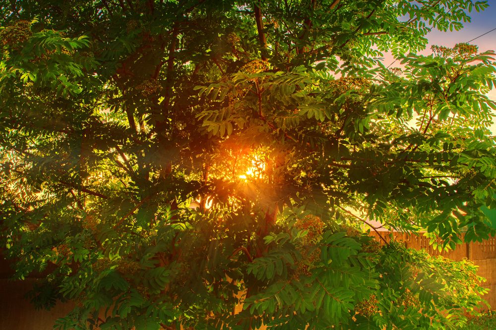 Photograph by Elena Dementova