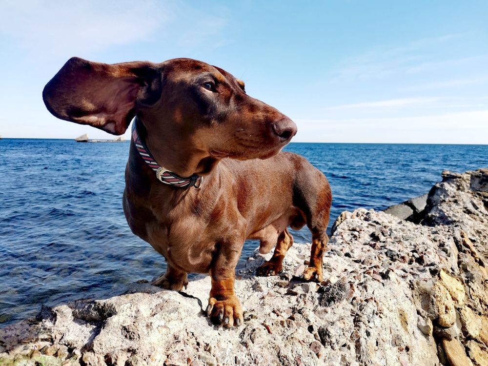 Фотография автора Ольга Тенилова