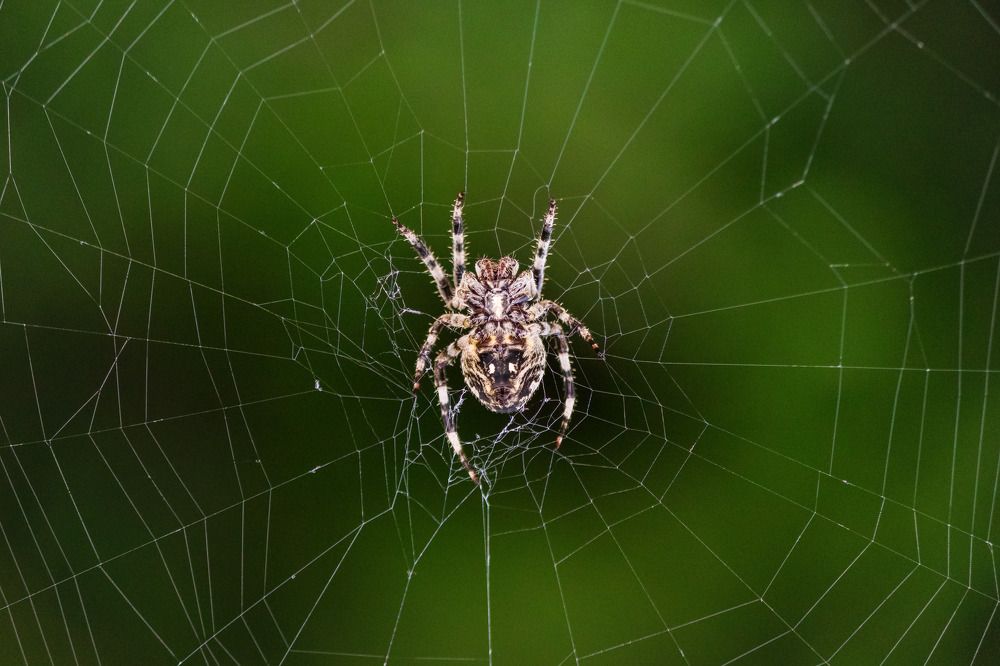 Photograph by Vania Tonova