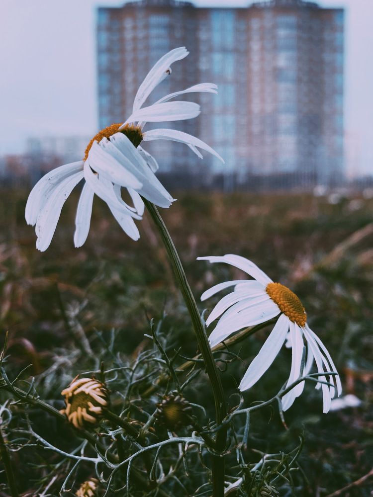 Photograph by Юля Комкина