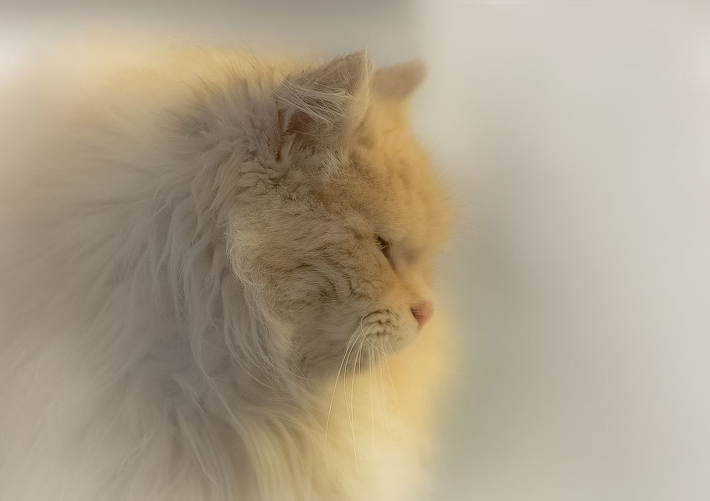 Photograph by Александр Сыроватка