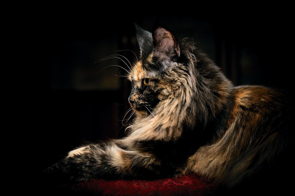 Photograph by Сергей Немчинов