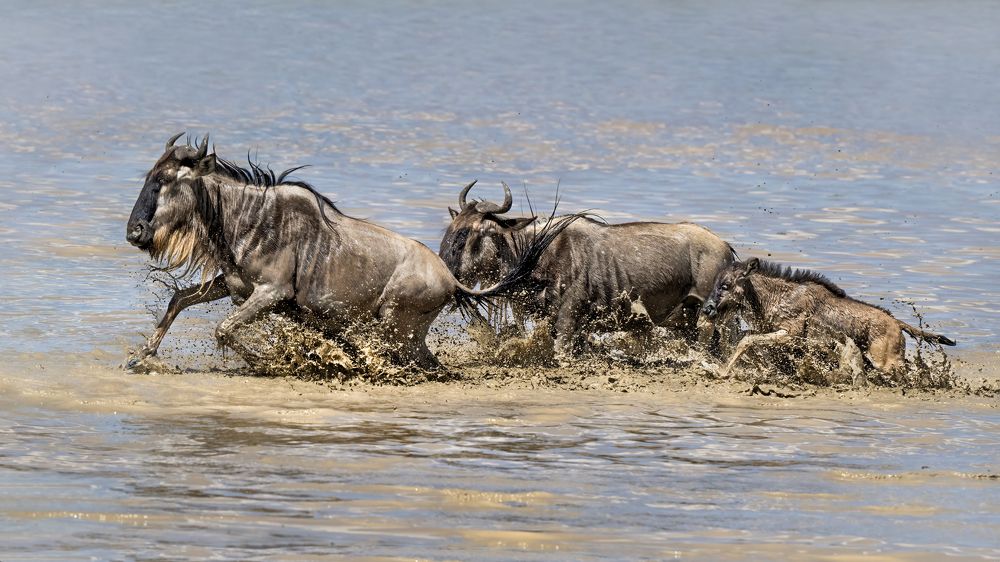 Водная преграда