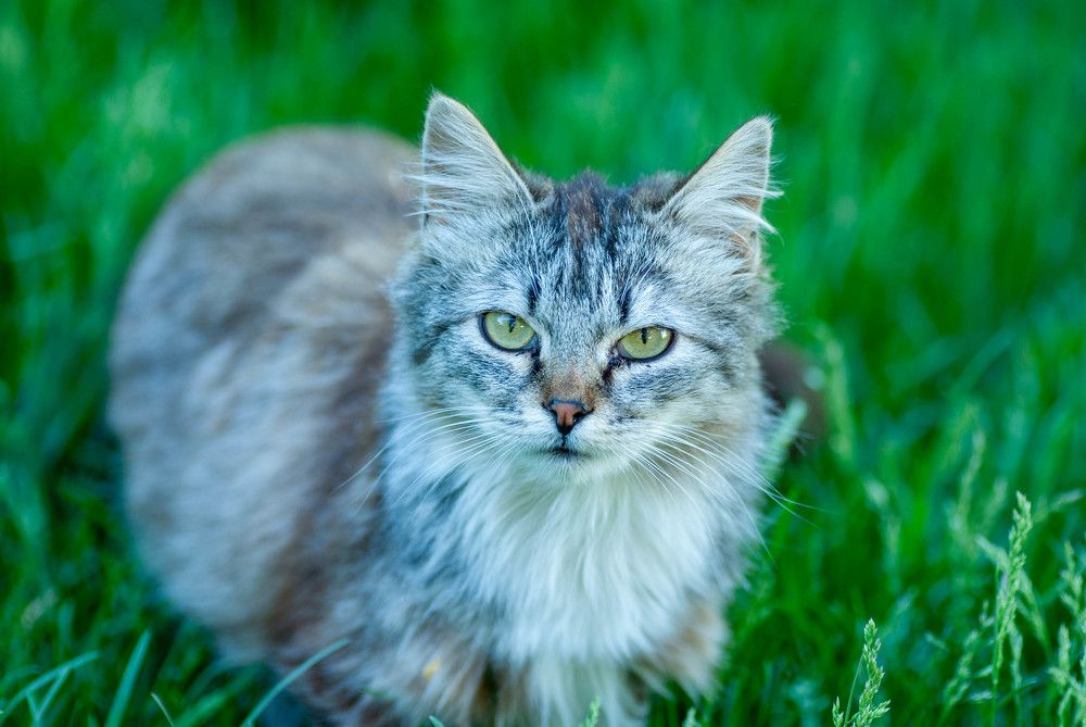 Фотография автора Владимир Оликов