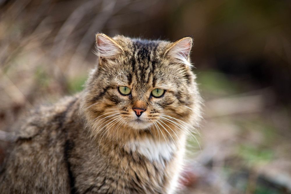 Фотография автора Владимир Оликов
