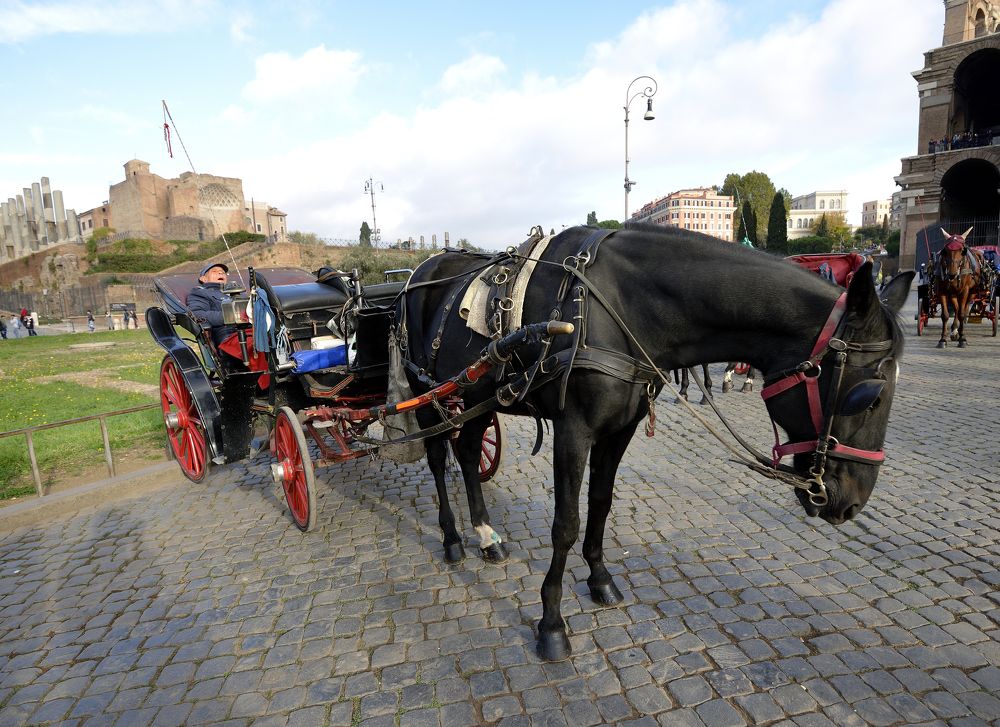 Утро извозчика.