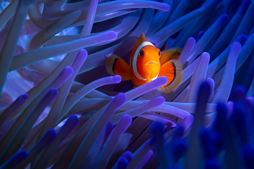 Photograph by Denis Timchenko