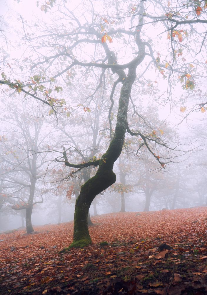 Photograph by Samir Meftah