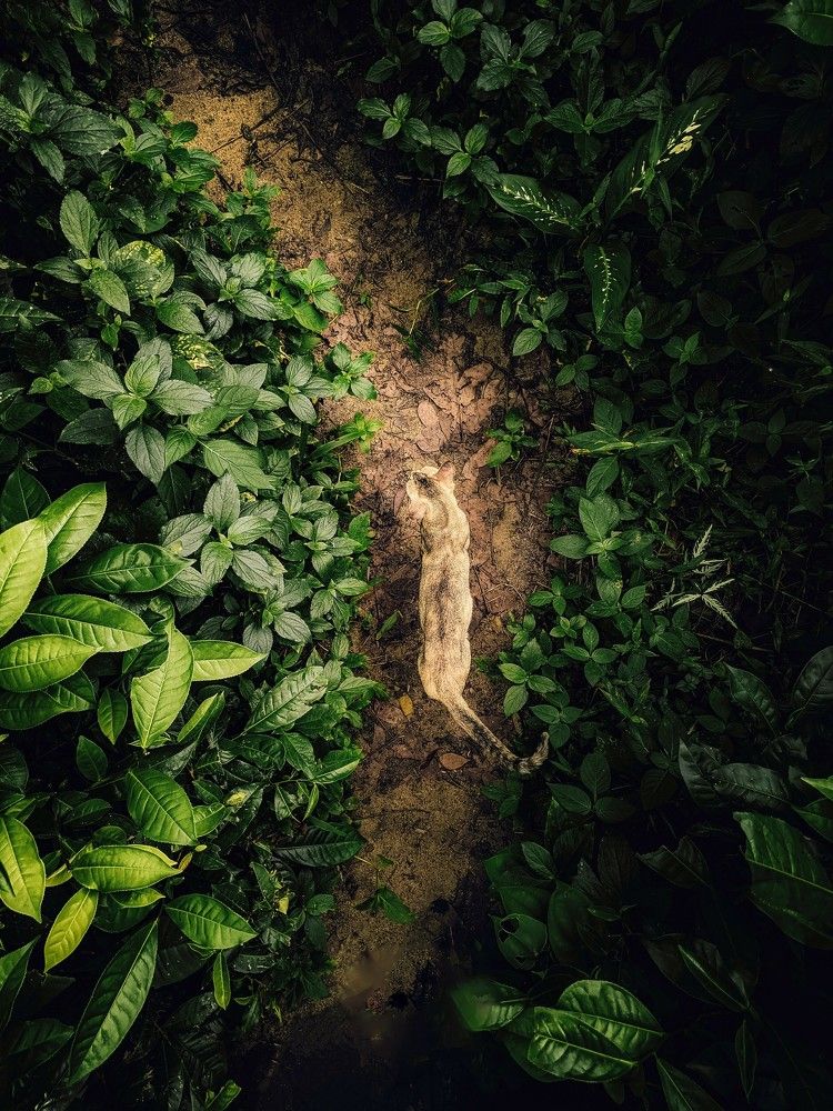 Photograph by Rasindu