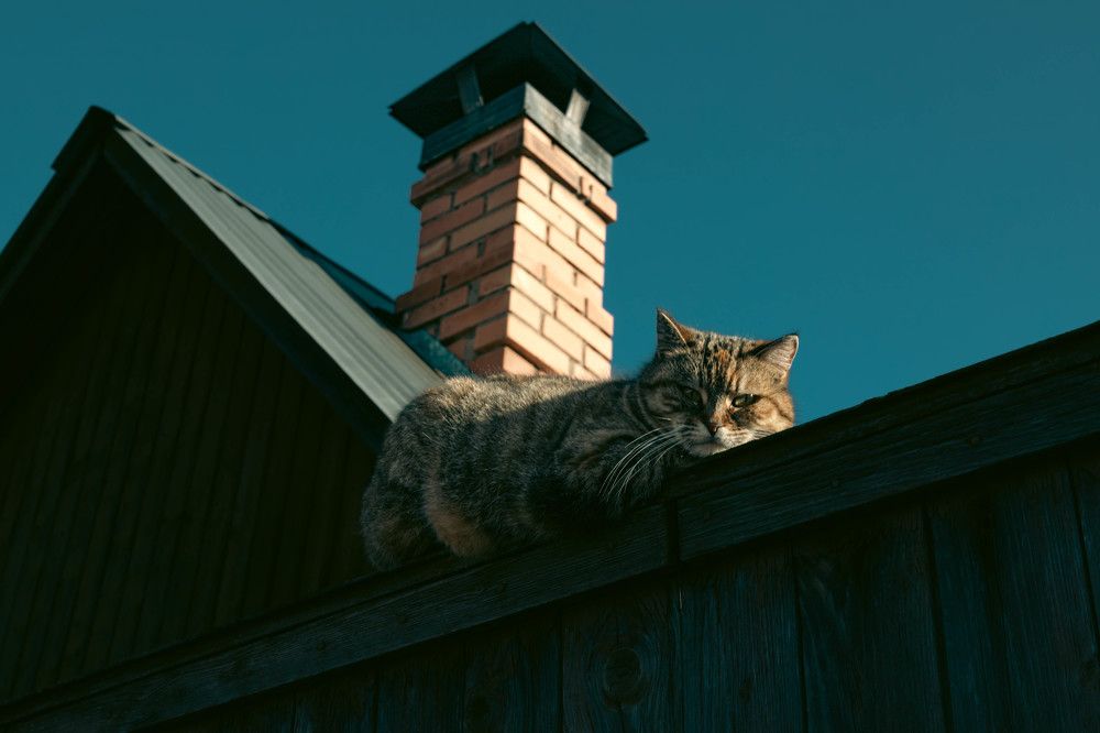 Фотография автора Ирина Гриценко