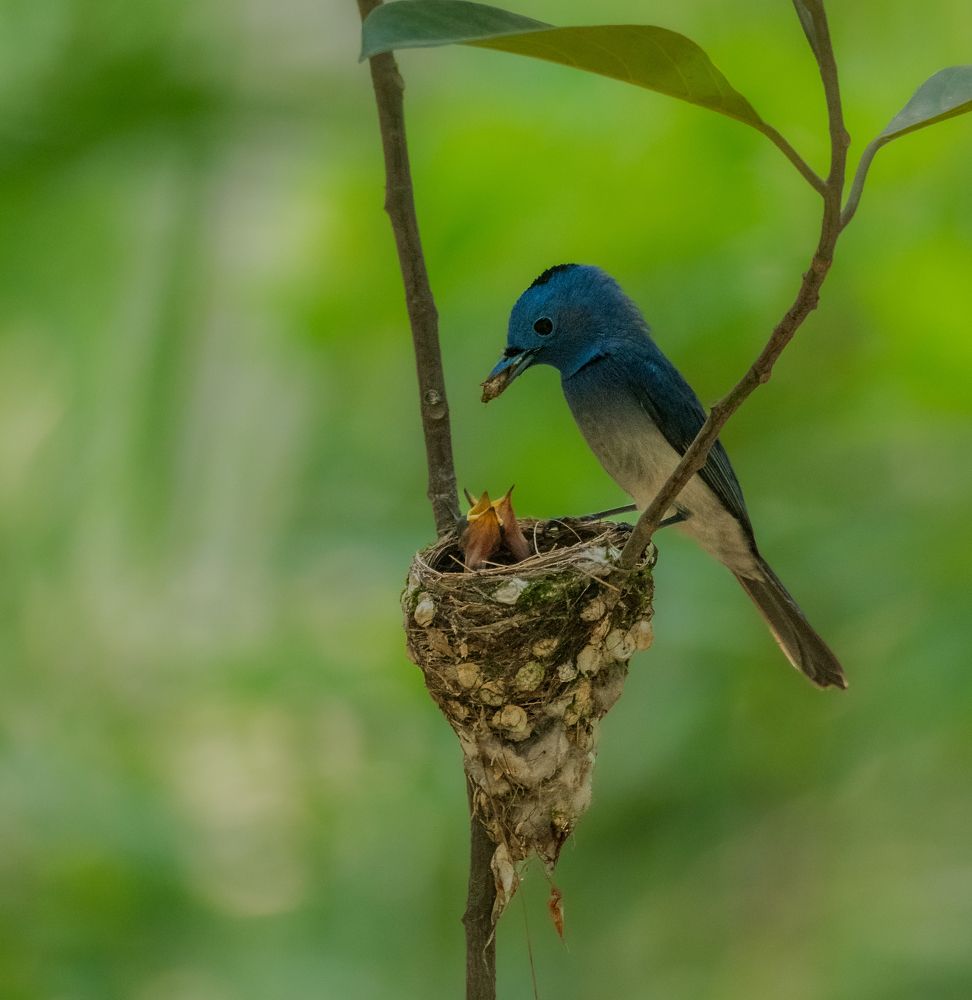 Photograph by Tanmoy Mitra