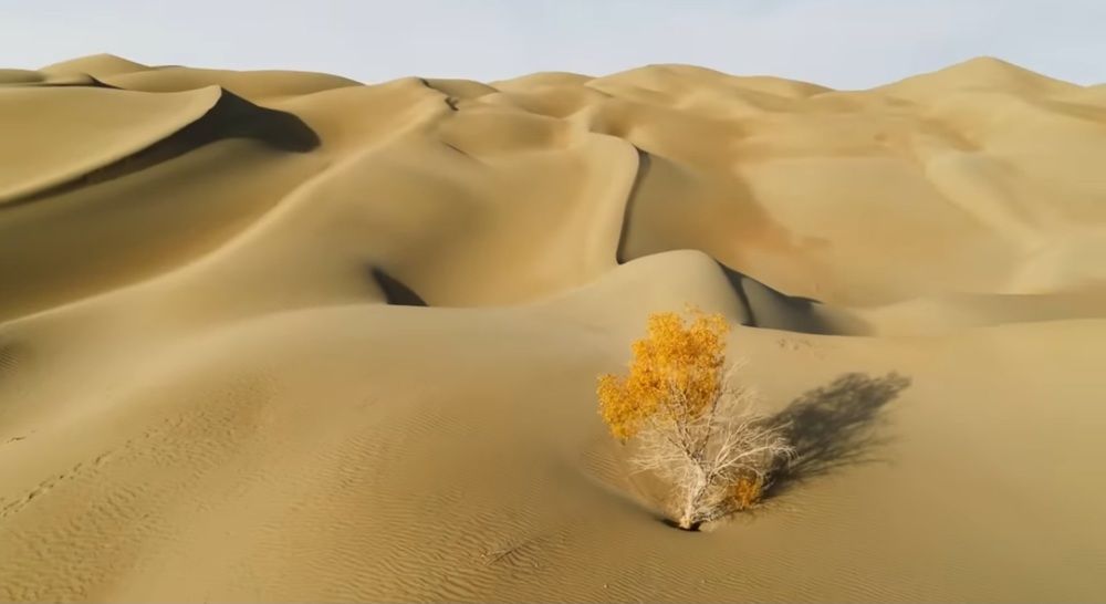 Ефратский тополь