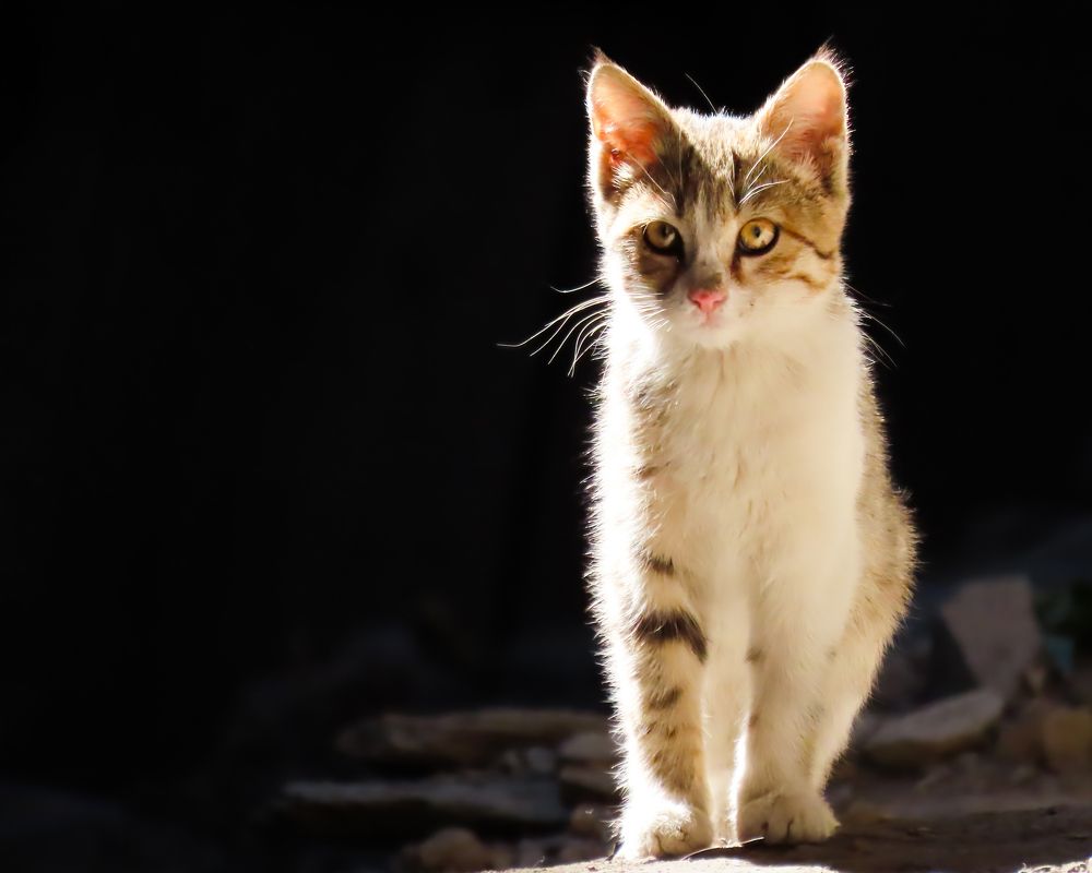 Photograph by HASSAN ROKNI