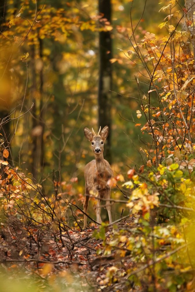 starring through the forest