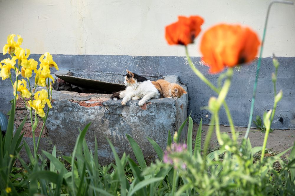 Фотография автора Строкова Екатерина