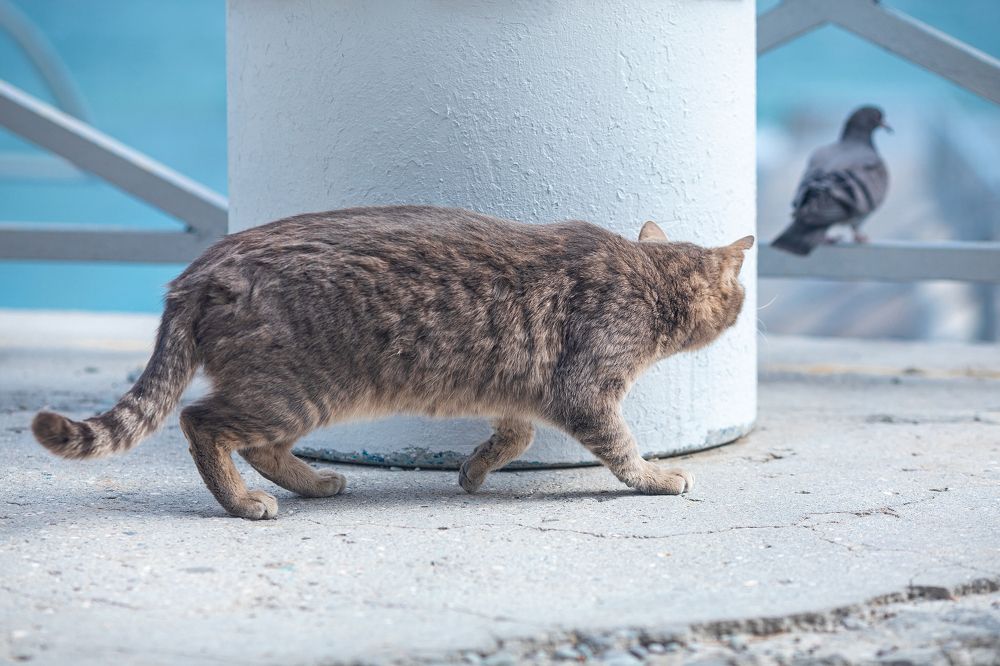 Фотография автора Строкова Екатерина
