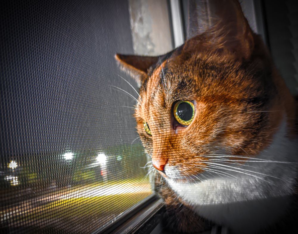 Фотография автора Александр Хухлов