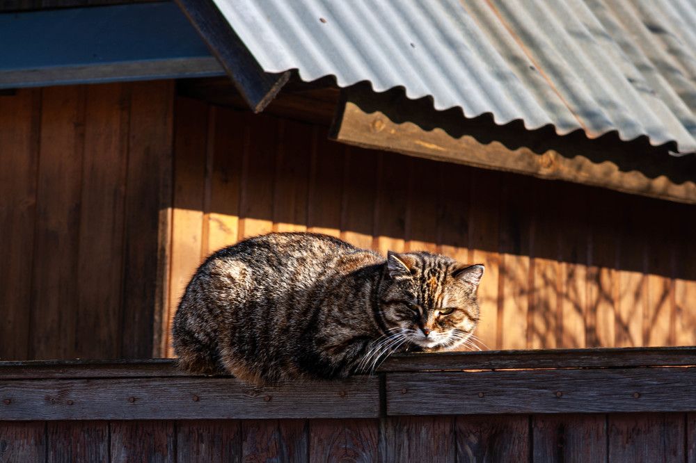 Фотография автора Ирина Гриценко