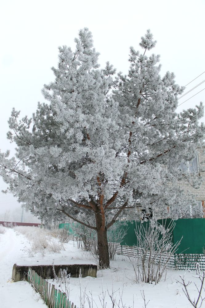 Photograph by София Лаврентьева