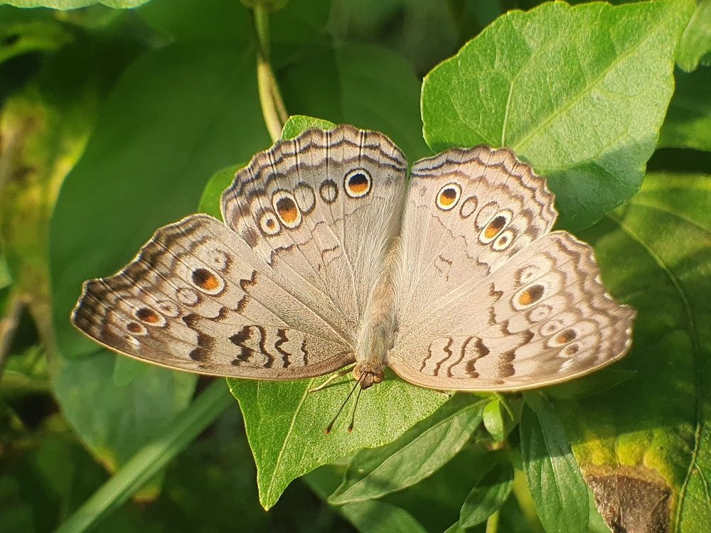 Photograph by Thein Win Tun