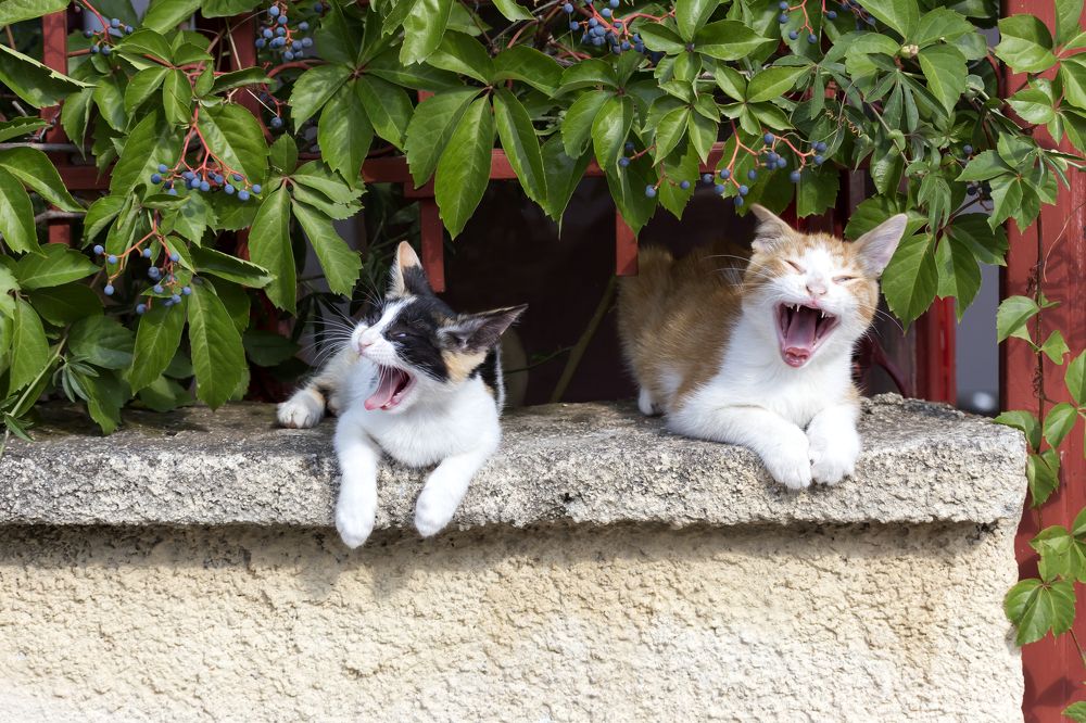 Photograph by TETYANA LYAPI