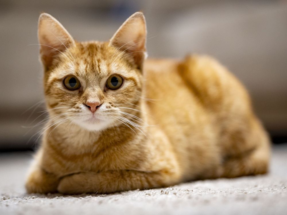 Photograph by Nagy Tibor