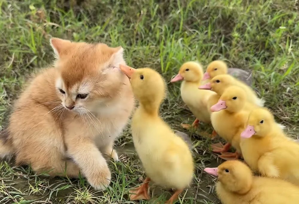 Доклад наверх